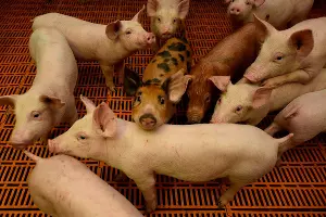  &copy;&nbsp;Фото Елены Синеок, Юга.ру