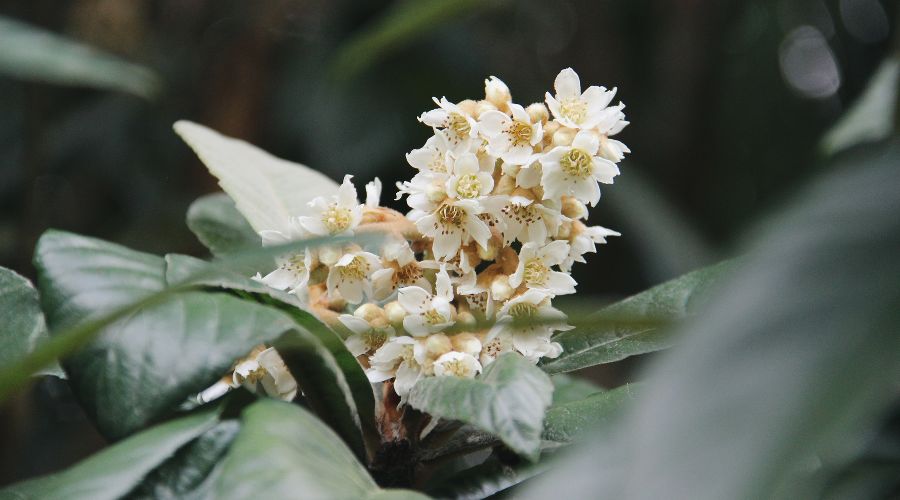 Мушмула © Фото пресс-службы Сочинского нацпарка