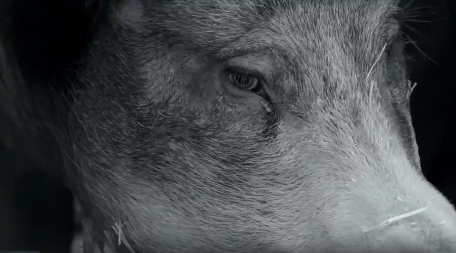 Кадр из трейлера к фильму «Гунда» &copy;&nbsp;Скриншот видео с Rutube-канала &laquo;CINEMA&raquo;