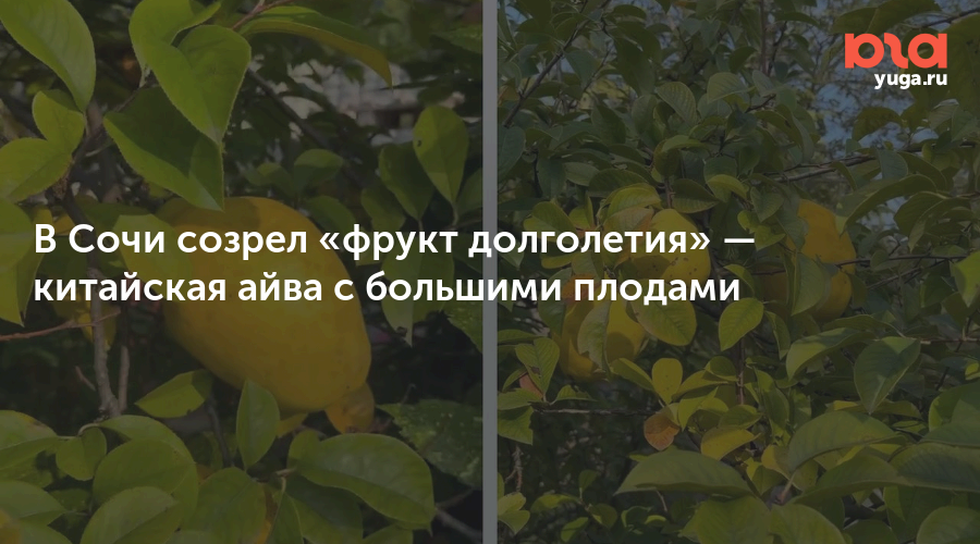 В Сочи созрел «фрукт долголетия» — китайская айва с большими плодами