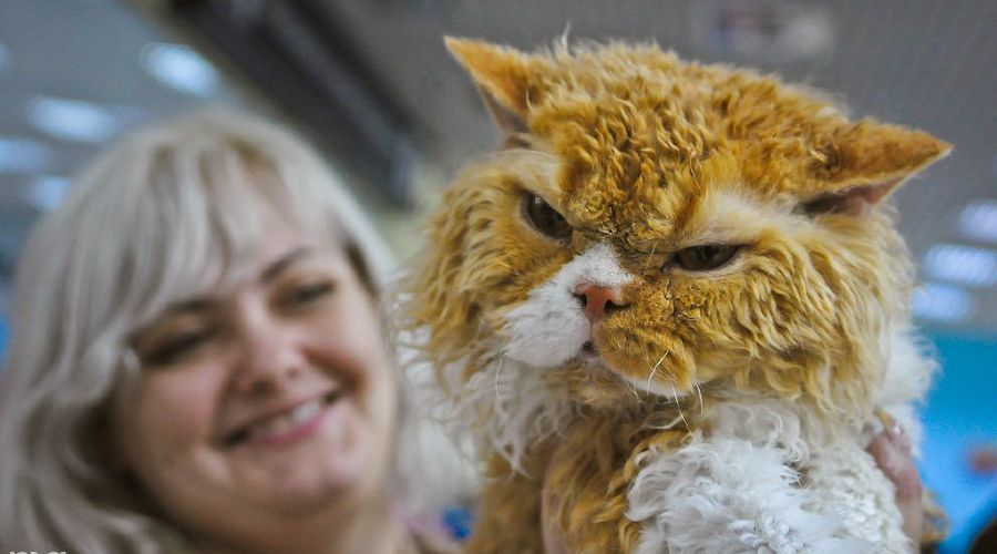 Выставка кошек в Краснодаре &copy;&nbsp;Елена Синеок, ЮГА.ру