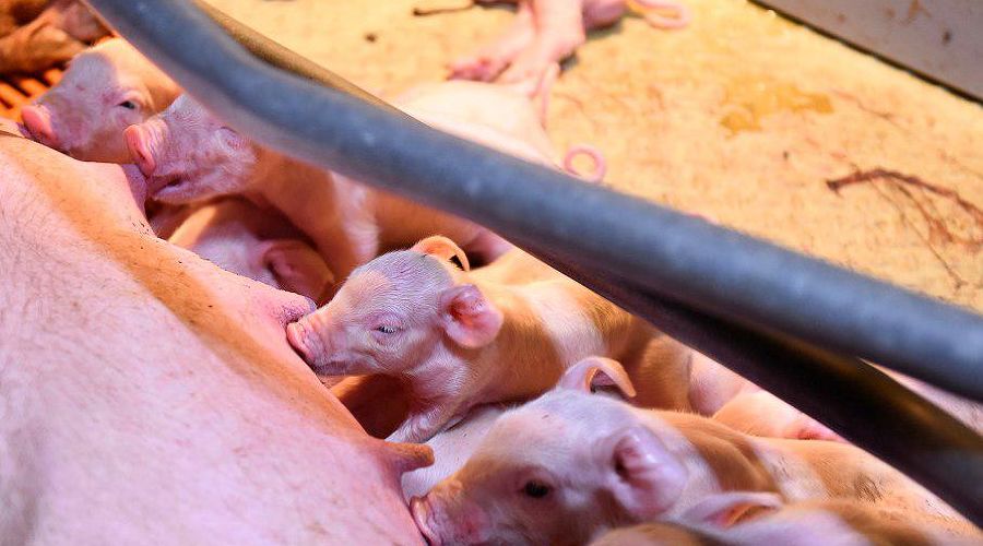  &copy;&nbsp;Фото Елены Синеок, Юга.ру