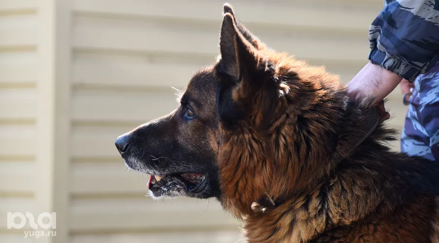  &copy;&nbsp;Фото Елены Синеок, Юга.ру