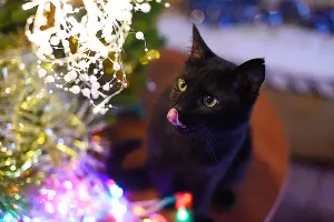  &copy;&nbsp;Фото Елены Синеок, Юга.ру