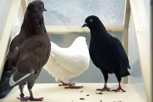 Тур ван Бален, «Золотой голубь» &copy;&nbsp;Фото Питера Барта