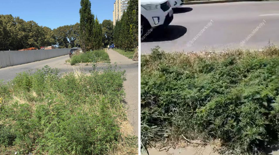  Заросли амброзии в Краснодаре: на Черкасской (слева) и на Московской (справа)  &copy;&nbsp;Скриншоты фото из телеграм-каналов &laquo;Восточка ККБ Краснодар&raquo; и &laquo;Краснодар и край&raquo;