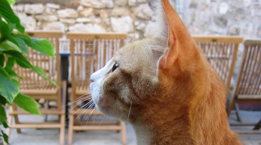 Кошка &copy;&nbsp;Фото с сайта pixabay.com