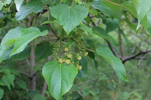 Ландышевое дерево &copy;&nbsp;Фото пресс-службы Сочинского нацпарка