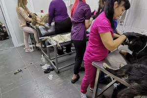  © Фото приюта prodobro.team в Крымске