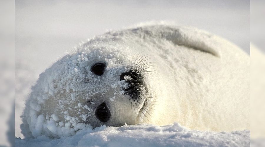 Каспийский тюлень © Фото с сайта Центра природы Кавказа, caucasusnature.ru