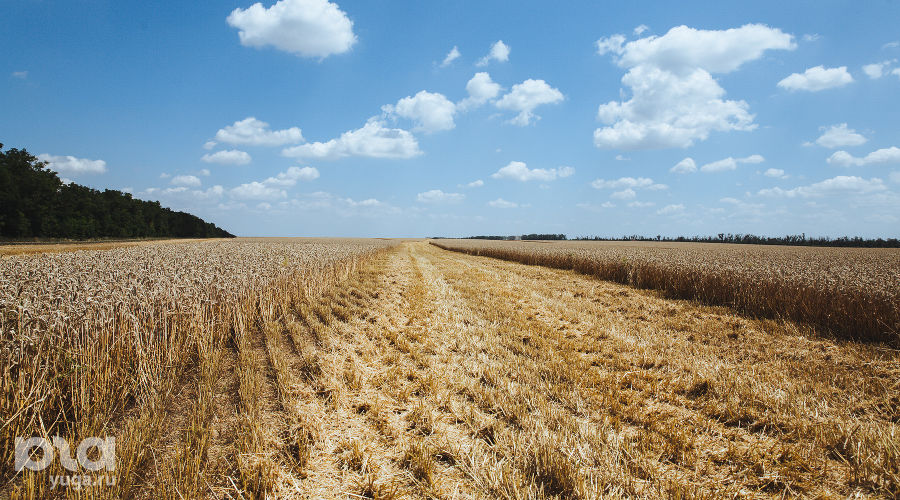  © Фото Амины Ибрагимовой, Юга.ру