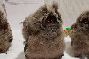  &copy;&nbsp;Фото из группы &laquo;"Рио" — Помощь диким птицам Краснодар&raquo;, vk.com/riokrasnodar23