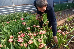 Тюльпаны &copy;&nbsp;Фото Елены Синеок, Юга.ру