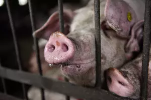  &copy;&nbsp;Фото Елены Синеок, Юга.ру