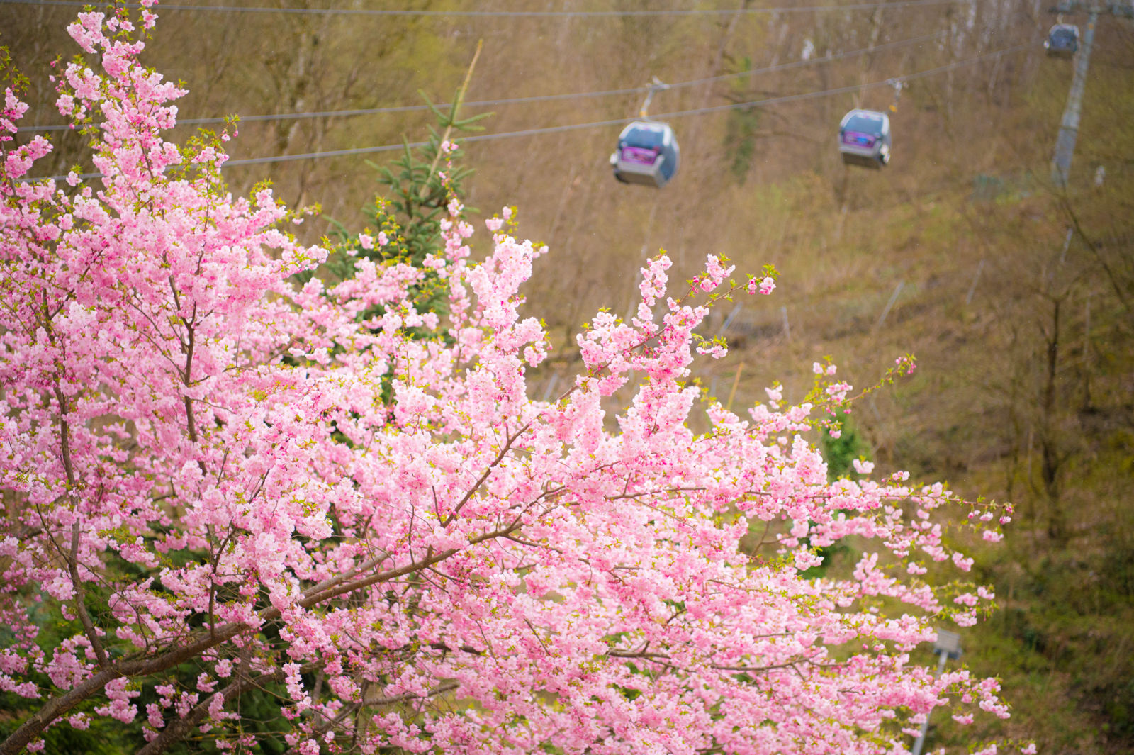 Розовое дерево в сочи. Сакура в Сочи 2023. Цветение Сакуры в Сочи. Сочи Сакура цветет. Сакура в Сочи 2024.