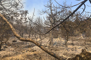 Пожар в заповеднике «Утриш» &copy;&nbsp;Фото Марии Сотсковой