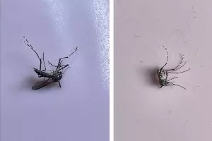 Тигровый комар &copy;&nbsp;Коллаж из скриншотов фото из телеграм-канала &laquo;Сочи Онлайн&raquo;