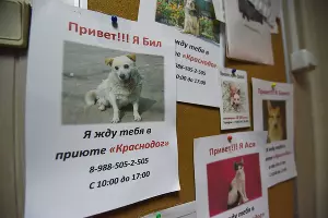 Приют для пострадавших животных &laquo;Краснодог&raquo; &copy;&nbsp;Фото Елены Синеок, Юга.ру