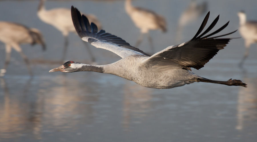 Серый журавль © Фото Выха Пыхманна с сайта wikimedia.org