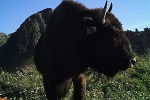  &copy;&nbsp;Фото пресс-службы Кавказского биосферного заповедника