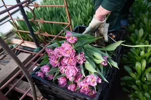 Тюльпаны &copy;&nbsp;Фото Елены Синеок, Юга.ру