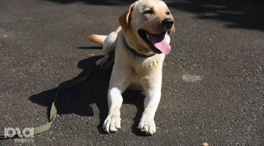  &copy;&nbsp;Елена Синеок, ЮГА.ру