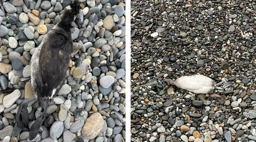  &copy;&nbsp;Скриншоты фото со страницы &laquo;ВКонтакте&raquo; Сочинского географического общества