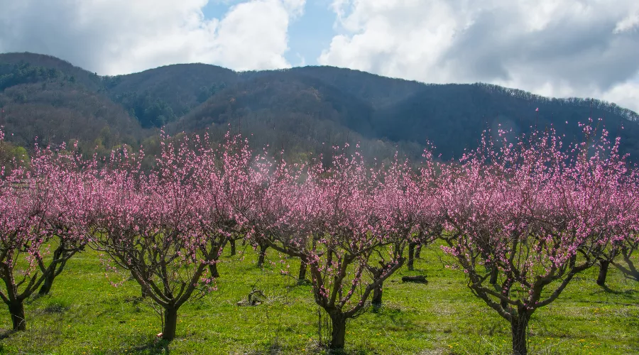  &copy;&nbsp;Фото пресс-службы администрации Геленджика