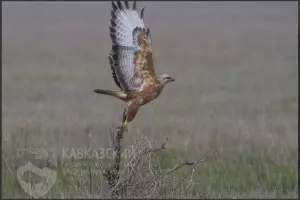  &copy;&nbsp;Скриншот из телеграм-канала &laquo;Кавказский заповедник&raquo; https://t.me/kavkazzapoved/193