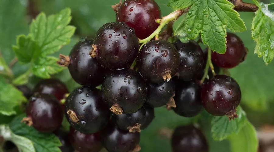 смородина &copy;&nbsp;Изображение сгенерировано нейросетью Gigachat