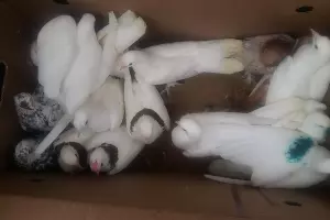  &copy;&nbsp;Фото пресс-службы ГУ МВД по Ставропольскому краю