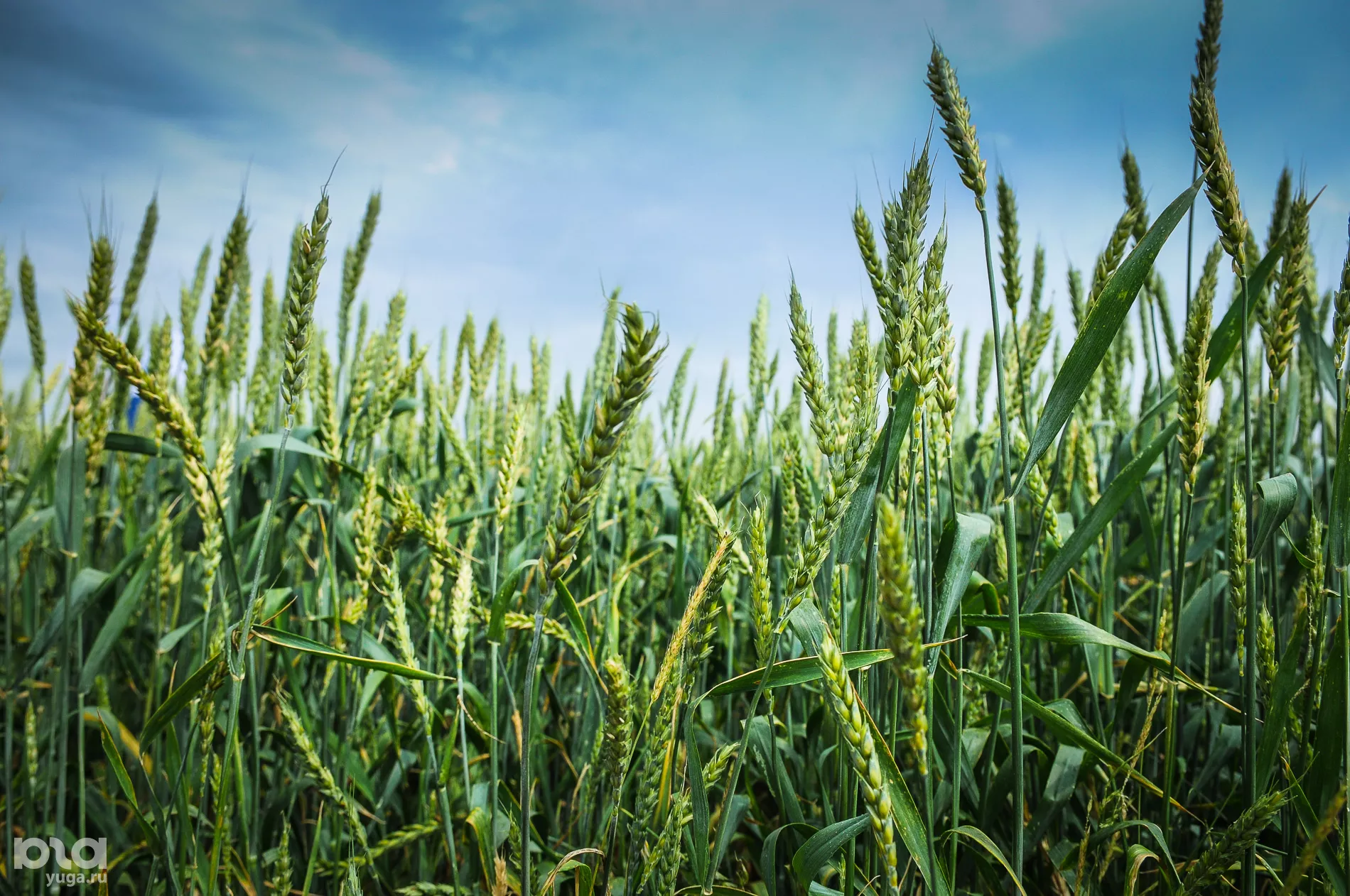 Пшеница &copy;&nbsp;Фото Елены Синеок, Юга.ру