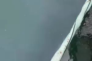  &copy;&nbsp;Скриншот видео из инстаграма дельфинария в Утрише, instagram.com/delfinariy.utrish