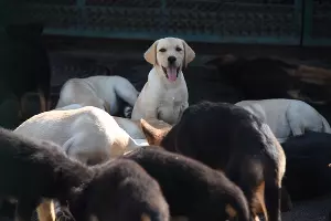  &copy;&nbsp;Фото Елены Синеок, Юга.ру