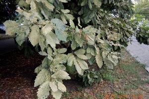  © Фото пресс-службы Кавказского биосферного заповедника