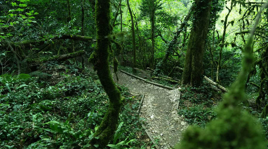 Сочинский национальный парк &copy;&nbsp;Фото AmixStudio, freepik.com