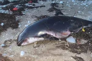  &copy;&nbsp;Скриншот фото из телеграм-канала &laquo;Delfacenter&raquo;