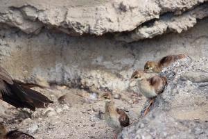  © Фото пресс-службы Сочинского нацпарка