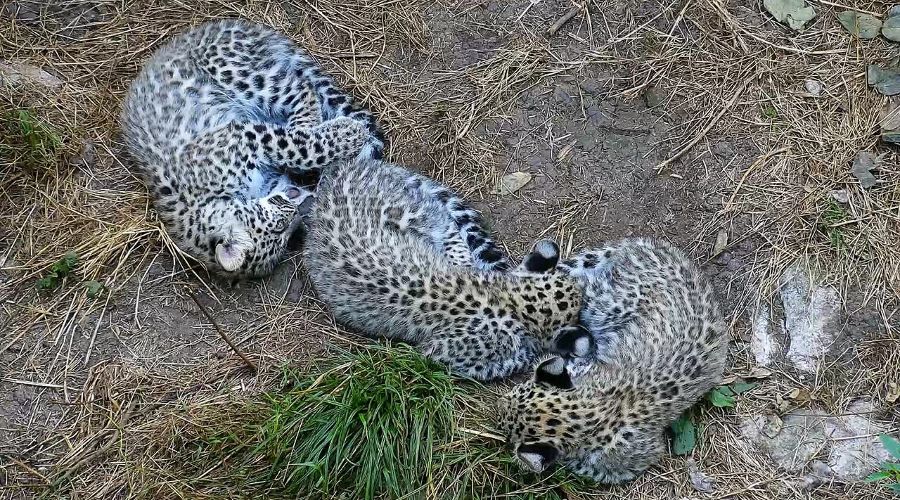 Преднеазиатские леопарды в Сочинском нацпарке © Фото пресс-службы Минприроды России