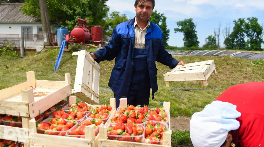 Овощное подразделение начали восстанавливать два года назад. Сейчас производится пять основных культур — томаты, лук, клубника, арбузы, баклажаны. &copy;&nbsp;Фото Елены Синеок, Юга.ру