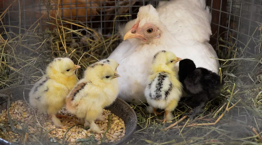  &copy;&nbsp;Михаил Ступин, ЮГА.ру