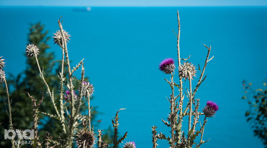  © Фото Елены Синеок, Юга.ру