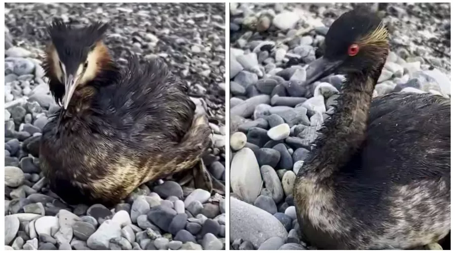  &copy;&nbsp;Коллаж скриншотов из видео телеграм-канала &laquo;Мой Туапсе&raquo; (https://t.me/my_tuapse)