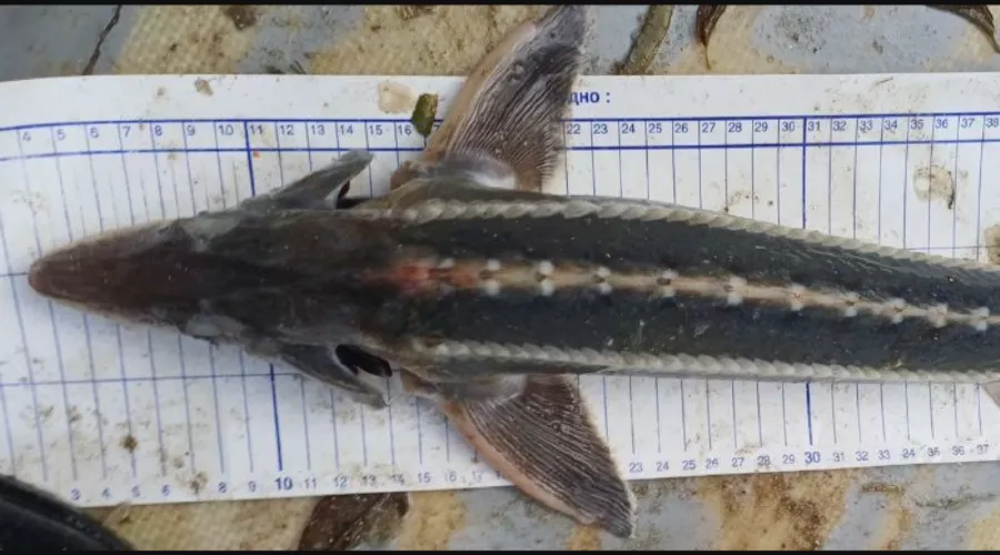  &copy;&nbsp;Скриншот сайта Азово-Черноморского филиала ГНЦ РФ ФГБНУ &laquo;ВНИРО&raquo; (&laquo;АзНИИРХ&raquo;) https://azniirkh.vniro.ru/content/read/azniirkh-news/95293099-23-10-2025