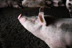  &copy;&nbsp;Фото Елены Синеок, Юга.ру