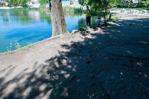 Корни, о которые можно споткнуться © Фото Дмитрия Пославского, Юга.ру