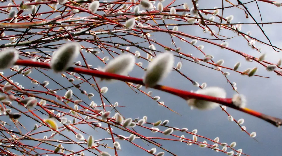  &copy;&nbsp;Фото Patricia Keith, publicdomainpictures.net