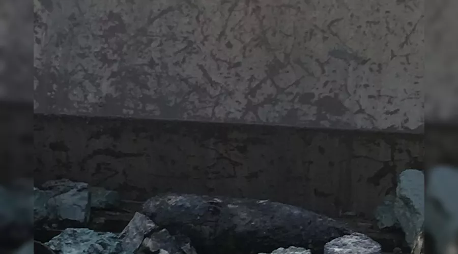  &copy;&nbsp;Фото пресс-службы пограничного управления ФСБ России по Краснодарскому краю