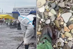  &copy;&nbsp;Коллаж из скриншотов видео из телеграм-канала &laquo;Эколог Жора Каваносян&raquo;