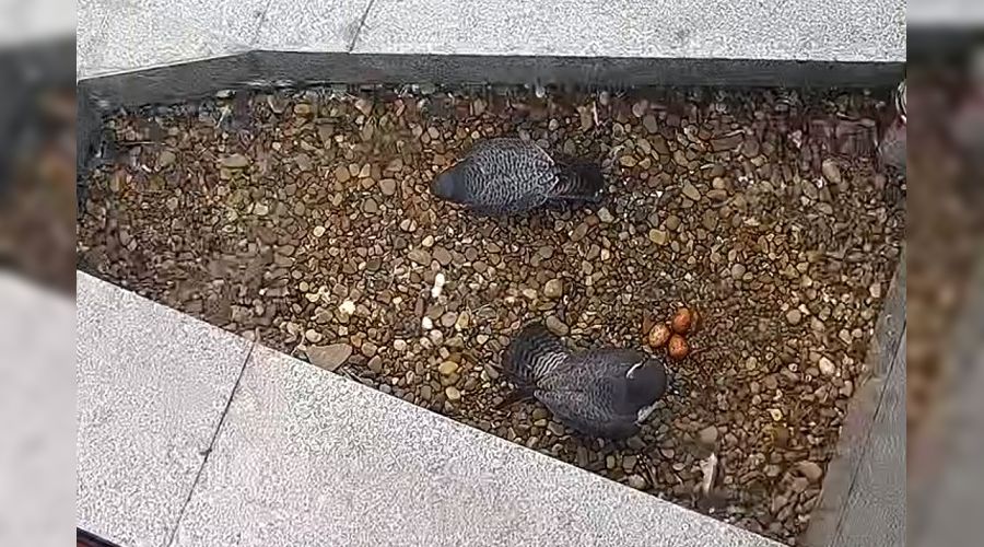  &copy;&nbsp;Фото Эльзы Габбасовой